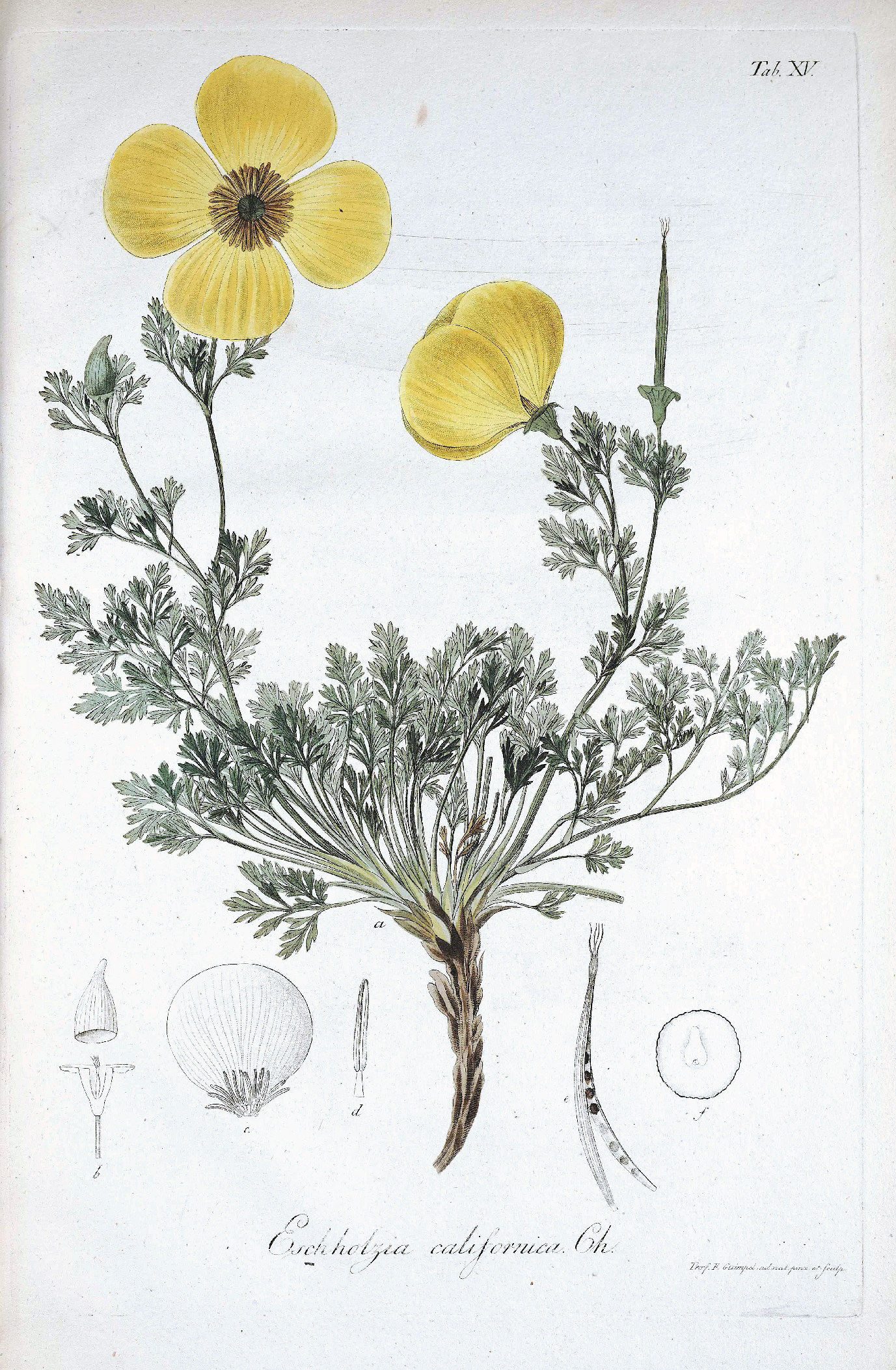 Papaveraceae, Eschscholzia californica